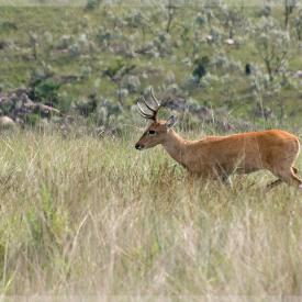 Veado-campeiro (Ozotoceros bezoarticus)