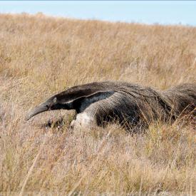 Tamanduá-bandeira, (Myrmecophaga tridactyla)